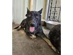 Adopt Dixie a Australian Cattle Dog / Blue Heeler