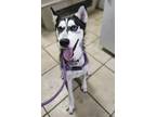 Adopt Florence a Husky