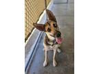 Adopt Shenzi a German Shepherd Dog, Husky