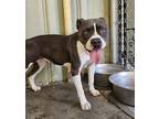 Adopt Izzy a Pit Bull Terrier