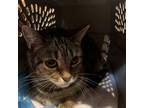 Adopt Nostalgia a Domestic Short Hair