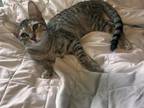 Adopt Tia a Tabby