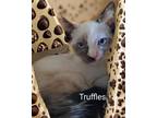 Adopt Truffles a Domestic Short Hair, Siamese
