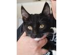 Adopt Minerva a Domestic Short Hair
