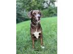Adopt Cereza a Mixed Breed, Pointer