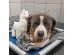 Adopt Baby a American Staffordshire Terrier