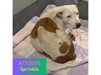 Adopt Sprinkles a American Staffordshire Terrier