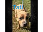 Adopt Tati a American Staffordshire Terrier