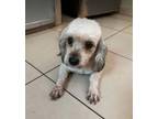 Adopt Berry a Havanese, Poodle