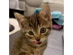 Adopt Baby a Domestic Short Hair