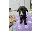 Adopt Penne a Labrador Retriever, Husky