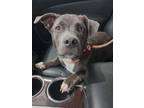 Adopt Short Stack a Pit Bull Terrier, Basset Hound