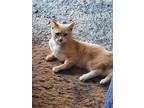 Adopt Blondie a Domestic Short Hair