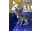 Adopt Kianna a Domestic Short Hair