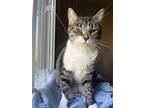 Adopt Lulu a Domestic Short Hair