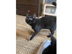 Adopt Esme a Domestic Short Hair