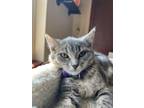 Adopt Wren a Domestic Short Hair