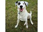 Adopt Lena a Great Pyrenees