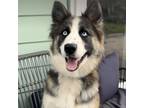 Adopt Luna a Husky