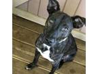 Adopt Nila a Whippet, Mixed Breed
