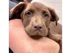 Adopt Mocha 1 a Chocolate Labrador Retriever