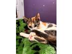 Adopt Kallie * a American Shorthair