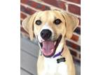 Adopt Tori a Beagle, Mixed Breed