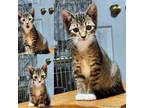 Adopt Tinkerbell a Domestic Short Hair, Tabby