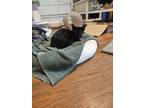 Adopt Sorbet a Domestic Short Hair