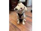 Adopt Sugar Boo a Mixed Breed