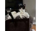 Adopt Esmeralda a Domestic Short Hair