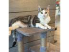 Adopt Carmella a Domestic Short Hair