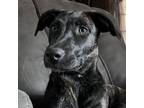 Adopt Tawney a Black Labrador Retriever