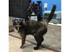 Adopt Chally a Domestic Short Hair