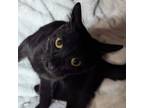Adopt Jo a Domestic Short Hair