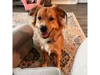 Adopt Roux a Golden Retriever