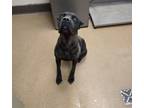 Adopt Lexus a Cane Corso
