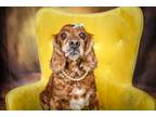 Adopt Betty a Cocker Spaniel, Mixed Breed