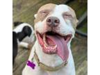 Adopt Luna a Pit Bull Terrier, Boxer