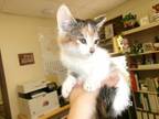 Adopt Junji a Domestic Short Hair