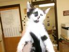 Adopt Junie a Domestic Short Hair