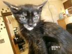 Adopt Junco a Domestic Short Hair