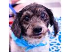 Adopt Tutu a Poodle, Mixed Breed