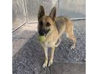 Adopt Kyndal a German Shepherd Dog