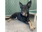 Adopt Angel a German Shepherd Dog