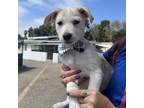 Adopt Mouse a Pit Bull Terrier