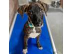 Adopt Errol a Pit Bull Terrier