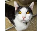 Adopt Pancake a Domestic Short Hair