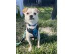Adopt Stevie a Terrier, Mixed Breed