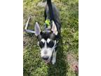 Adopt Timber a Siberian Husky